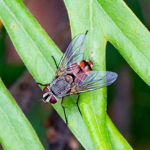 Bristle Fly  - Tachinidae sp http://www.brisbaneinsects.com/brisbane_tachinids/UnknownTachinid.html

Tachinid flies are commonly known as parasites of caterpillars, bugs, moths, grasshoppers, and earwigs. They lay their eggs near or in the host; the larvae then burrow their way into the body of the host, sucking its bodily fluids and eventually killing the host. The adult Tachinid flies feed on nectar and pollen. Australia,Geotagged,Summer