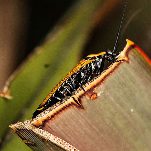 Sideview - Austral Ellipsidion Cockroach - Ellipsidion australe  Austral Ellipsidion Cockroach,Australia,Ellipsidion australe,Geotagged,Summer