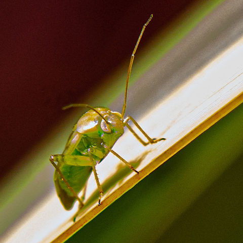 Green Mirid  Australia,Creontiades dilutus,Geotagged,Green mirid,Summer
