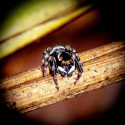 Hasarius adansoni - Male  Adanson's House Jumper,Australia,Geotagged,Hasarius adansoni,Summer