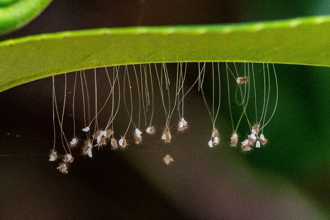 Free Falling - Green Lacewing  Australia,Chrysoperla carnea,Common green lacewing,Geotagged,Summer