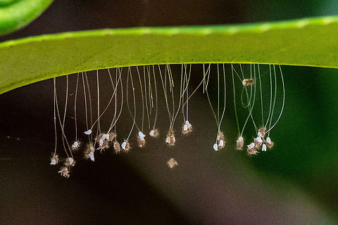 Free Falling - Green Lacewing  Australia,Chrysoperla carnea,Common green lacewing,Geotagged,Summer