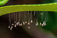 Free Falling - Green Lacewing  Australia,Chrysoperla carnea,Common green lacewing,Geotagged,Summer