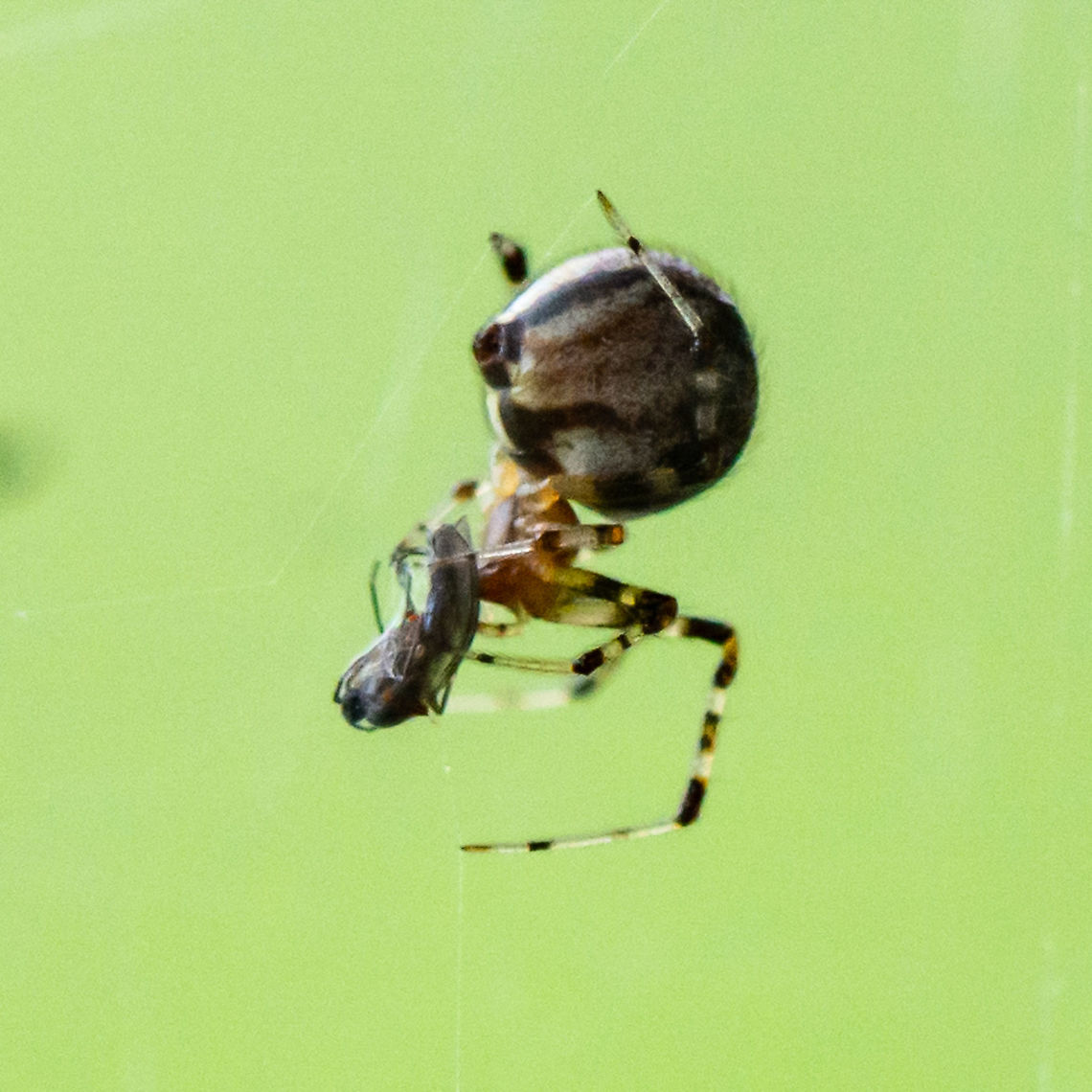 Spider  Australia,Geotagged,Summer