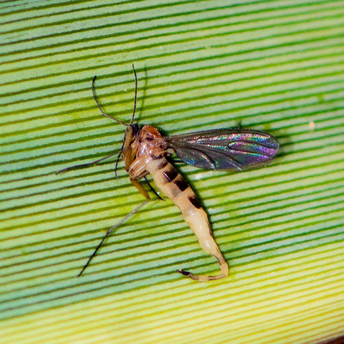 Raindrops Fell on My Head - Mycetophilidae The Mycetophilidae are a family of small flies, forming the bulk of those species known as fungus gnats. About 3000 described species are placed in 150 genera, but the true number of species is undoubtedly much higher. They are generally found in the damp habitats favoured by their host fungi and sometimes form dense swarms.[1]<br />
<br />
Adults of this family can usually be separated from other small flies by the strongly humped thorax, well-developed coxae, and often spinose legs, but identification within the family between genera and species generally requires close study of microscopic features such as subtle differences in wing venation and variation in chaetotaxy and genitalia. Australia,Geotagged,Summer