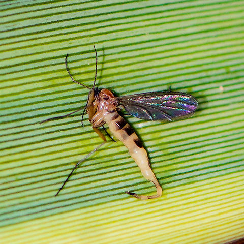 Raindrops Fell on My Head - Mycetophilidae The Mycetophilidae are a family of small flies, forming the bulk of those species known as fungus gnats. About 3000 described species are placed in 150 genera, but the true number of species is undoubtedly much higher. They are generally found in the damp habitats favoured by their host fungi and sometimes form dense swarms.[1]

Adults of this family can usually be separated from other small flies by the strongly humped thorax, well-developed coxae, and often spinose legs, but identification within the family between genera and species generally requires close study of microscopic features such as subtle differences in wing venation and variation in chaetotaxy and genitalia. Australia,Geotagged,Summer