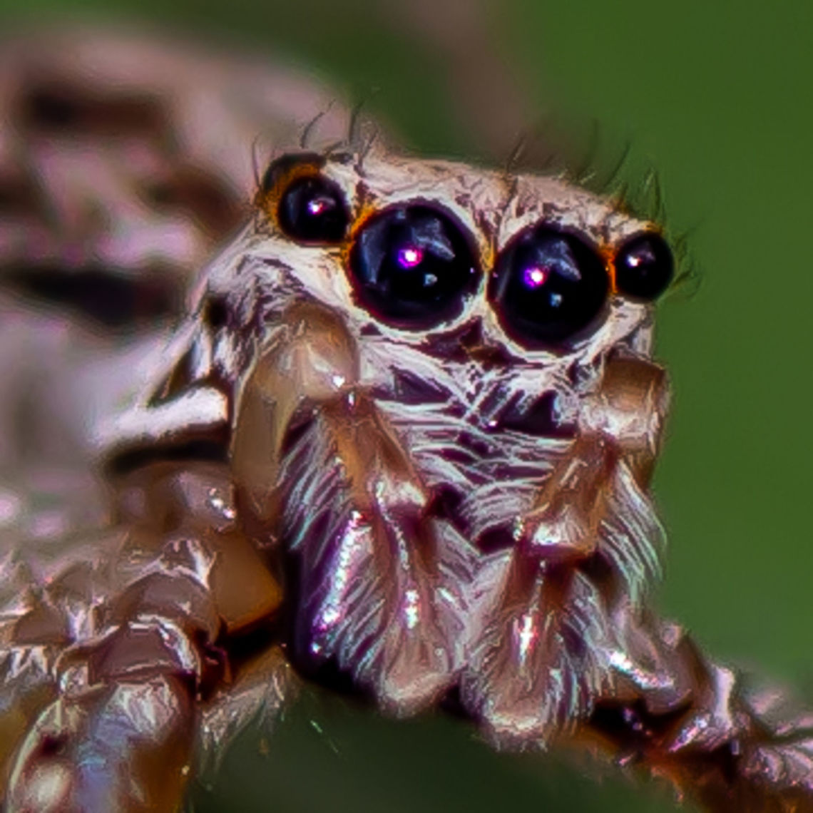 Eye for Detail - Jumping Spider - Hypoblemum scutulatum  Australia,Geotagged,Hypoblemum scutulatum,Summer,White-banded House Jumping Spider