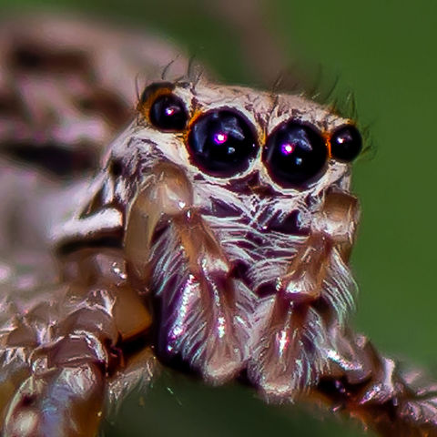Eye for Detail - Jumping Spider - Hypoblemum scutulatum  Australia,Geotagged,Hypoblemum scutulatum,Summer,White-banded House Jumping Spider