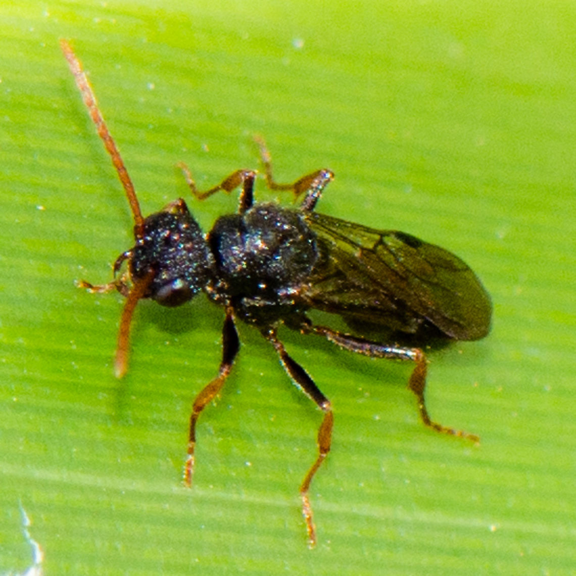 Wasp  Australia,Geotagged,Summer