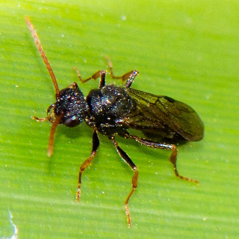 Wasp  Australia,Geotagged,Summer