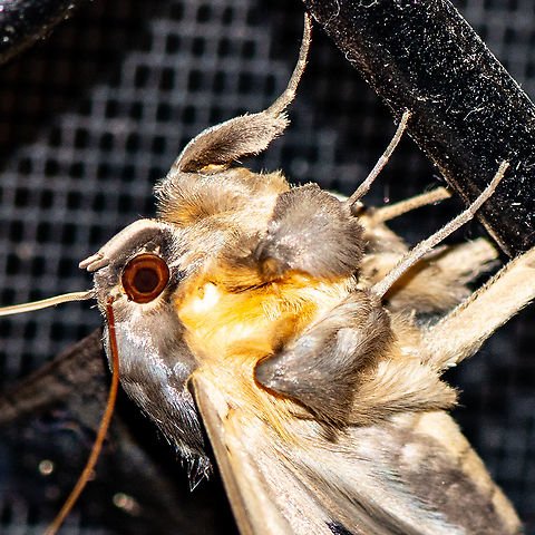 Southern moon moth - Dasypodia selenophora  Dasypodia selenophora,Geotagged,Southern Old Lady Moth,Summer