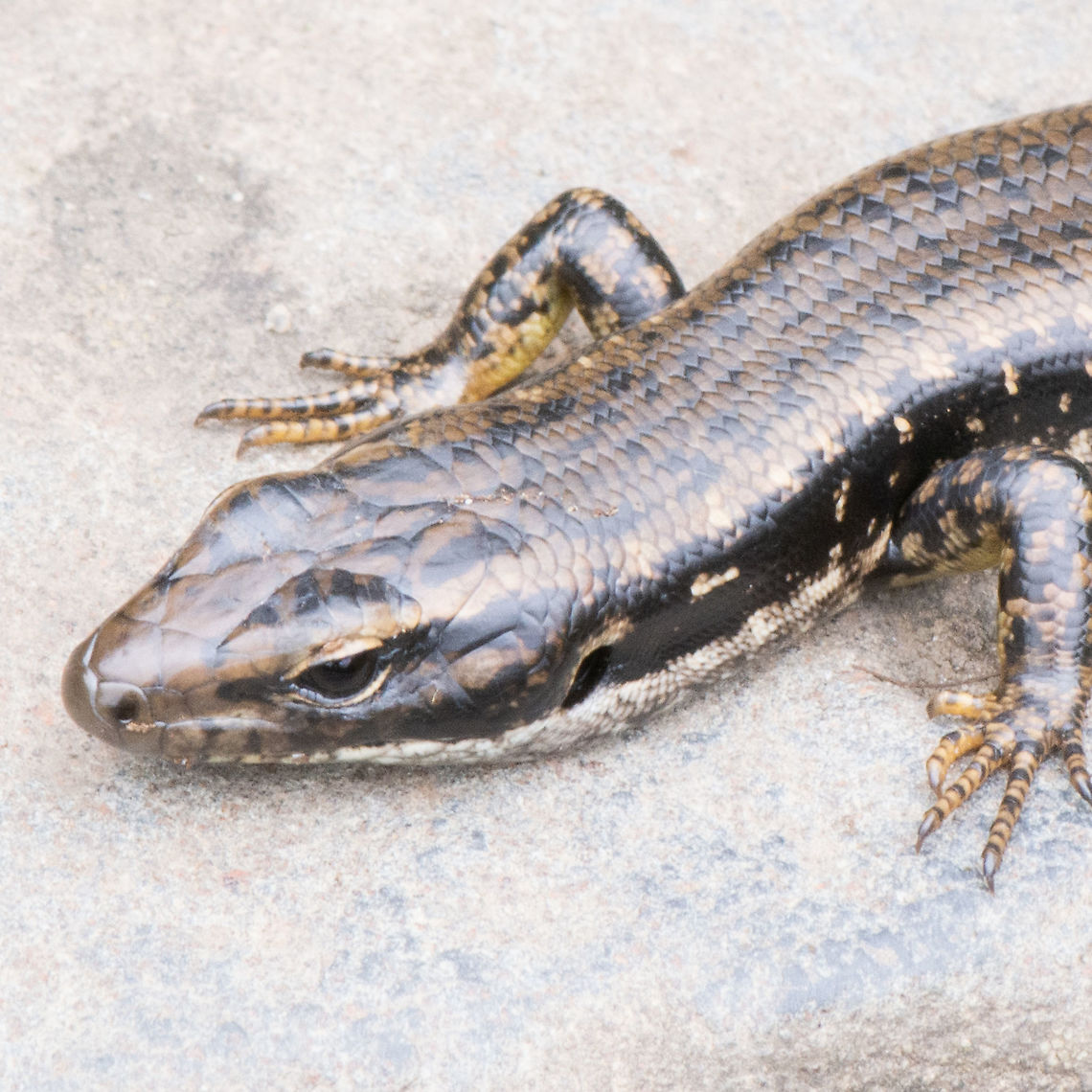 Eastern Water Skink Head  Australia,Eastern Water Skink,Eulamprus quoyii,Geotagged,Summer