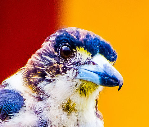 Grey Butcher Bird  Australia,Cracticus torquatus,Geotagged,Grey Butcherbird,Winter
