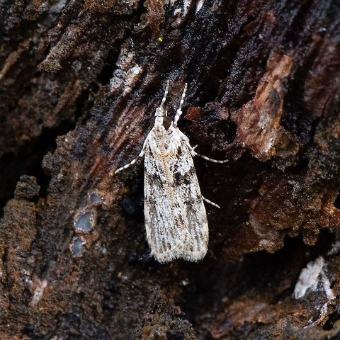Small Moth - Scoparia chiasta  Australia,Geotagged,Scoparia chiasta,Summer