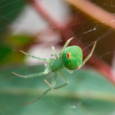 Eriophora circulissparsus - Wheel Weaving Spider A pale green / yellow orb-web spider that is seldom noticed as it is a nocturnal spider. During the day it is well camouflaged against leaf surfaces. Males are 3-4 mm and females 5-7 mm. 
https://ednieuw.home.xs4all.nl/australian/araneidae/araneidae.html Araneus circulissparsus,Australia,Geotagged,Summer