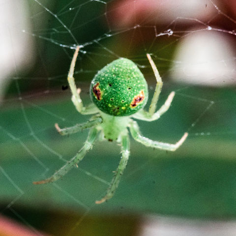 Eriophora circulissparsus - Wheel Weaving Spider A pale green / yelow orb-web spider that is seldom noticed as it is a nocturnal spider. During the day it is well camouflaged againt leave surfaces. Males are 3-4 mm and females 5-7 mm.  Araneus circulissparsus,Australia,Geotagged,Summer
