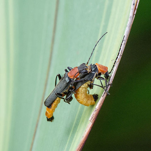 No Means NO! - Soldier Beetles - Chauliognathus tricolor  Australia,Chauliognathus pensylvanicus,Chauliognathus tricolor,Geotagged,Summer,Tricolor Soldier Beetle,Tricolor Soldier Beetles