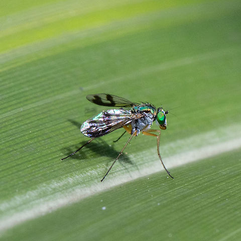 Austrosciapus Zentae - Long-legged Fly  Australia,Austrosciapus Zentae,Geotagged,Summer