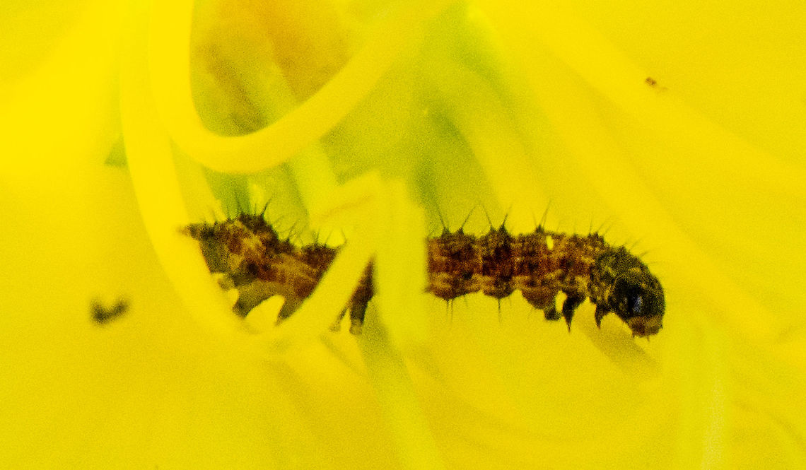 Unknown Caterpillar Found in a wildflower beside a rail line Australia,Geotagged,Summer