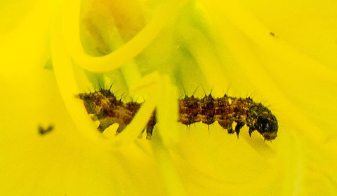 Unknown Caterpillar Found in a wildflower beside a rail line Australia,Geotagged,Summer