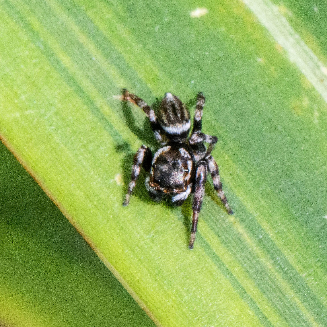 Jumping Spider - Hasarius adansoni ?  Adanson's House Jumper,Australia,Geotagged,Hasarius adansoni,Summer