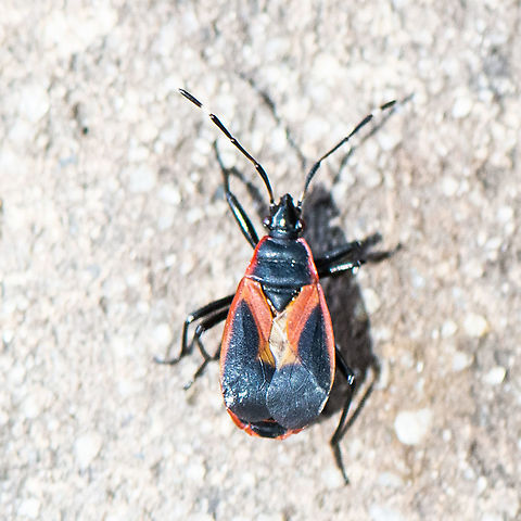 Orange Fire Bug - Dindymus sp.  Australia,Dindymus albicornis,Dindymus rubiginosus,Dindymus versicolor,Firebug,Geotagged,Harlequin Bug,Pyrrhocoris apterus,Summer
