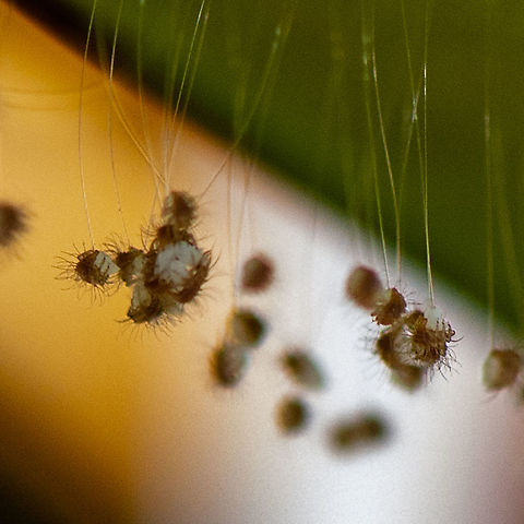 Green Lacewing - Close up - Mallada signatus ?  Australia,Geotagged,Summer