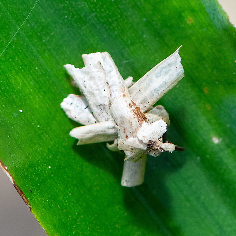 Bagworm Larva  Australia,Bagworm Moth,Geotagged,Psyche casta,Summer