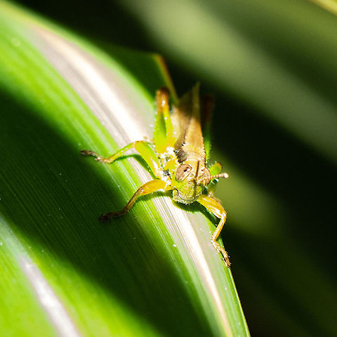 Bermius odontocercus  Australia,Bermius odontocercus,Eastern Toothed Bermius,Geotagged,Summer
