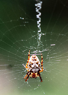 Orb in the Sunlight - Eastern Grass Orb-weaver - Plebs Eburnus ?  Australia,Eastern Grass Orb-weaver,Geotagged,Plebs eburnus,Summer
