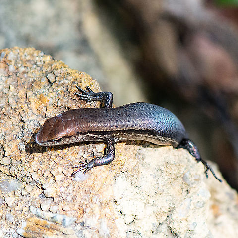 Skink  Australia,Common Garden Skink,Geotagged,Lampropholis guichenoti,Summer