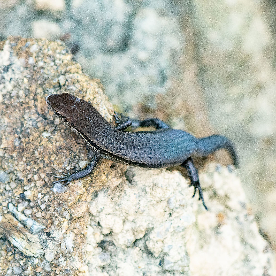 Lampropholis guichenoti - Common Garden Skink 2  Australia,Common Garden Skink,Geotagged,Lampropholis guichenoti,Summer