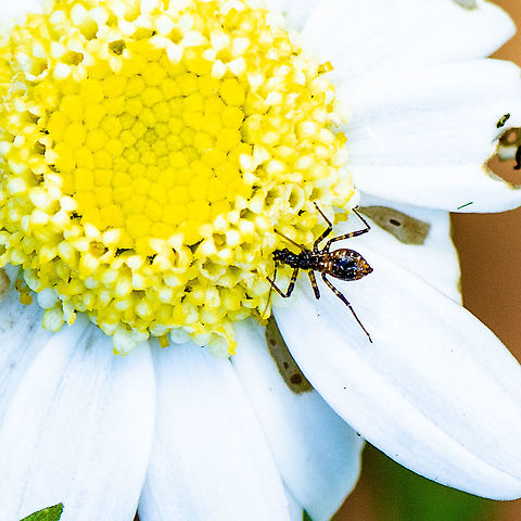 Assassin Bug Nymph - Pristhesancus plagipennis ?  Australia,Australian assassin bug,Geotagged,Pristhesancus plagipennis,Summer