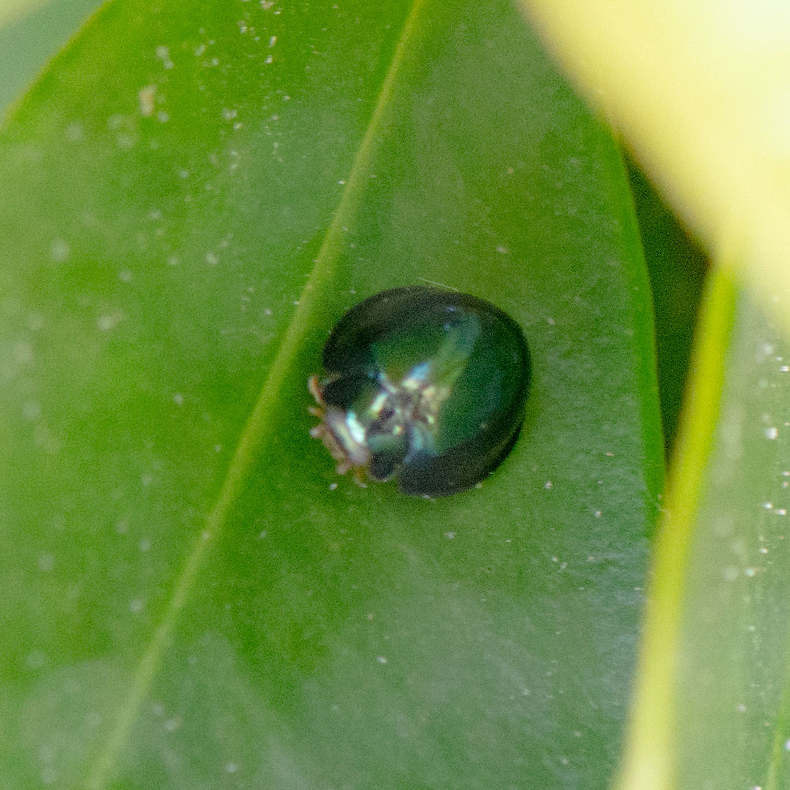 Halmus chalybeus Adult steelblue ladybird beetles have a distinctive convex shape and when at rest, are almost perfectly hemispherical, about 4mm in diameter. They are a distinctive dark metallic blue colour Australia,Geotagged,Halmus chalybeus,Steelblue Ladybird,Summer