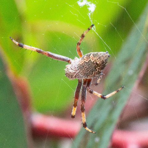 Sooty Orb Weaver - Cyclosa fuliginata  Australia,Cyclosa fuliginata,Geotagged,Sooty Orbweaver,Summer