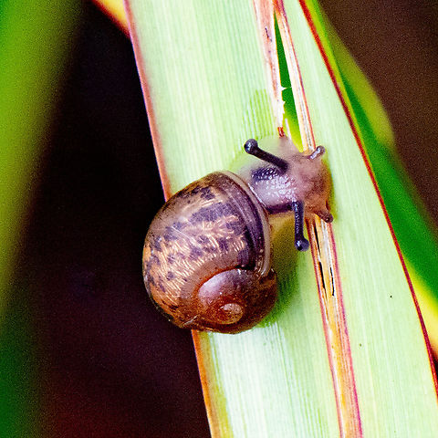 Black Striped Snail  Australia,Geotagged,Summer