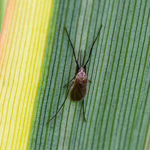 Very Interesting - A Male Midge  Australia,Buzzer Midge,Chironomus plumosus,Geotagged,Summer