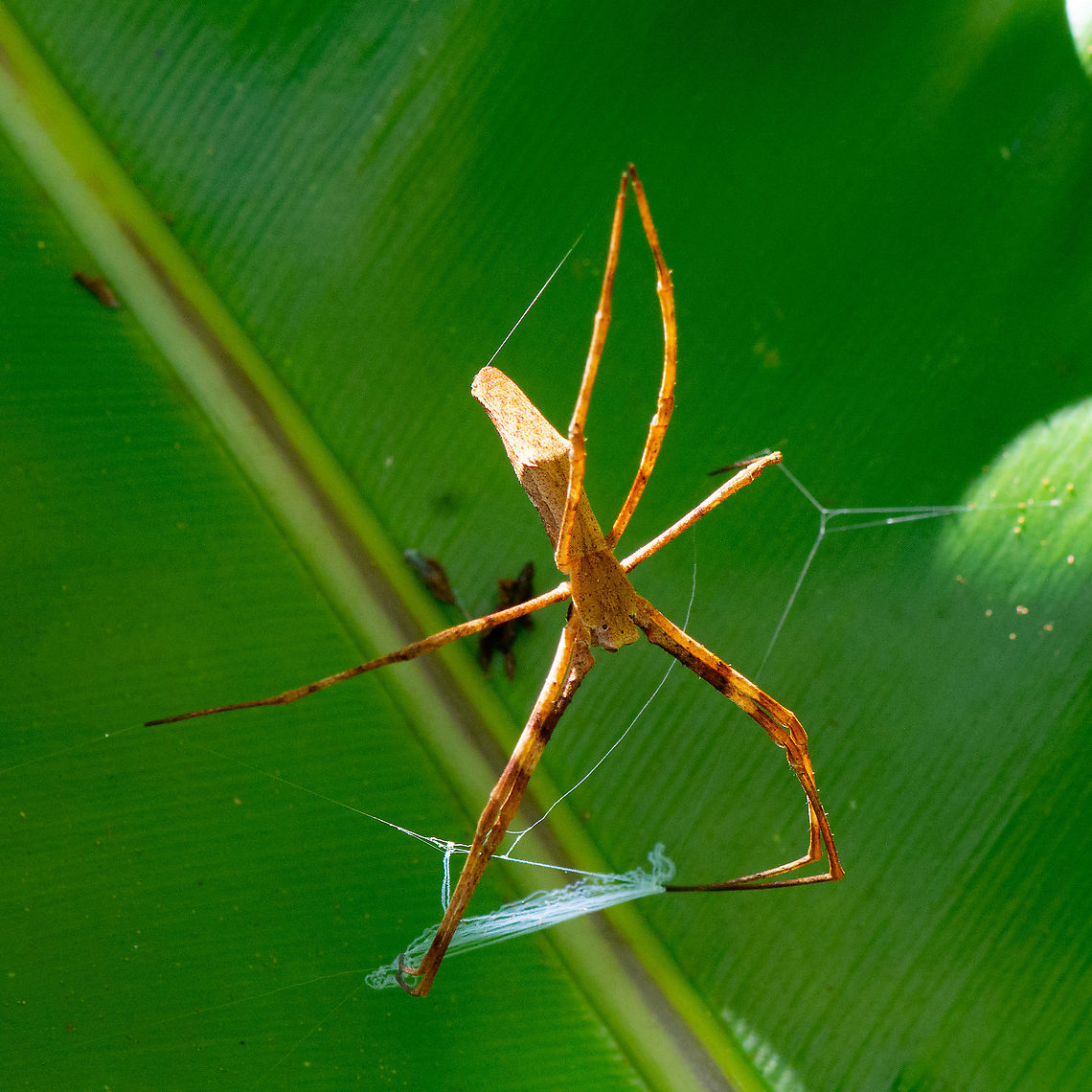 Deinopis ravidus - Stick Spider Common Net-casting Spiders also are known as Stick Spiders, Web-throwing Spiders and Ogre-face Spiders. They are large and slow moving spiders. The spiders have long body, up to 30mm, and stick like legs. Their slender bodies are light brown or grey in colour. As most other spiders, they have eight eyes, two of which are enormously enlarged and face forwards, looking like two searchlights. <br />
  Australia,Deinopis ravidus,Deinopis subrufa,Geotagged,Rufous Net-casting Spider,Summer