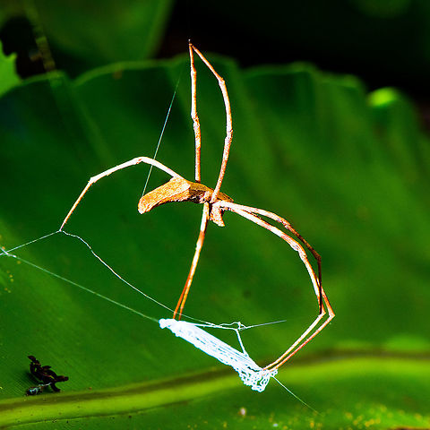 Deinopis ravidus - Stick Spider Knitting in the afternoon sun Australia,Deinopis ravidus,Geotagged,Summer