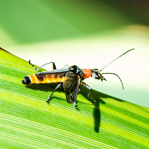 Damaged  ?Tri-Colour Soldier Beetle  Australia,Chauliognathus tricolor,Geotagged,Summer,Tricolor Soldier Beetle