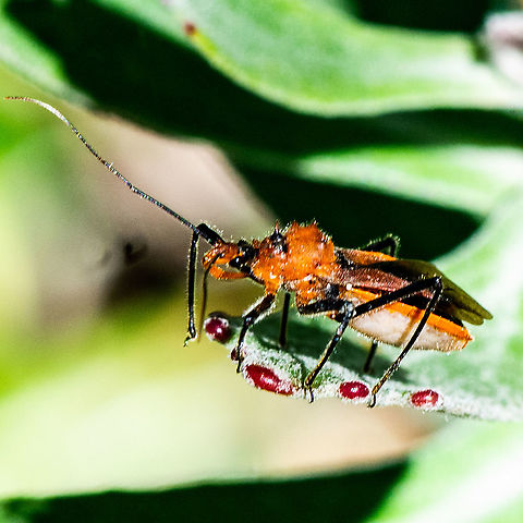 Assassin Bug - Gminatus australis  Australia,Geotagged,Gminatus australis,Orange Assassin Bug,Summer