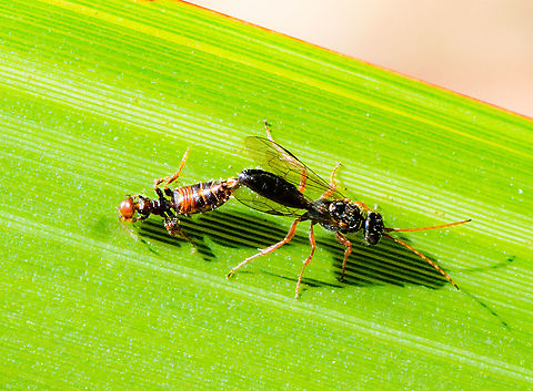 Mating Scene  Australia,Geotagged,Summer