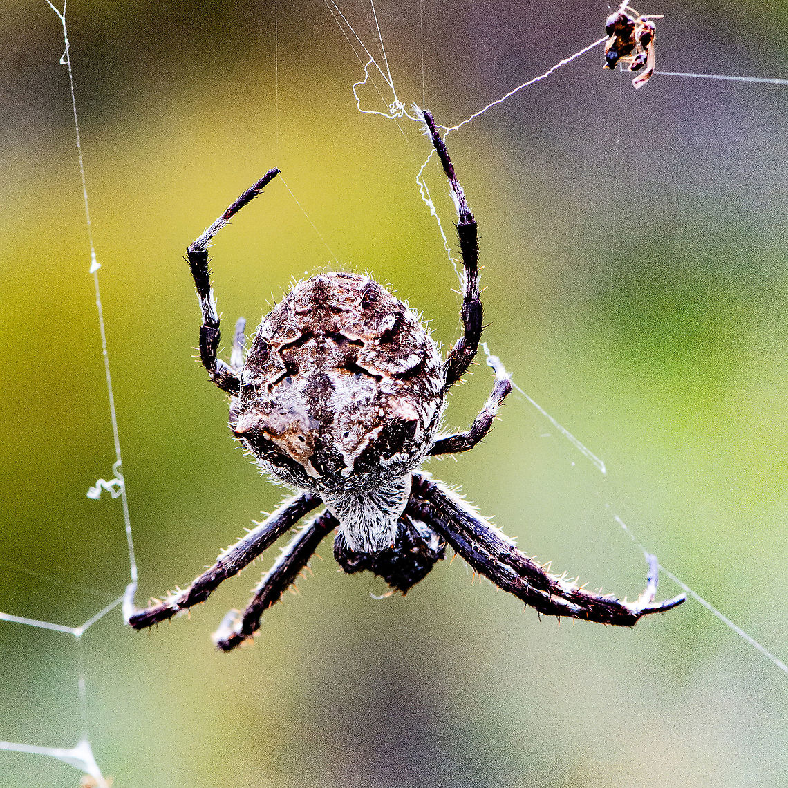 Large Orb Spider from Top - Backobourkia brounii  Australia,Australian garden orb weaver spider,Backobourkia brounii,Eriophora transmarina,Geotagged,Summer