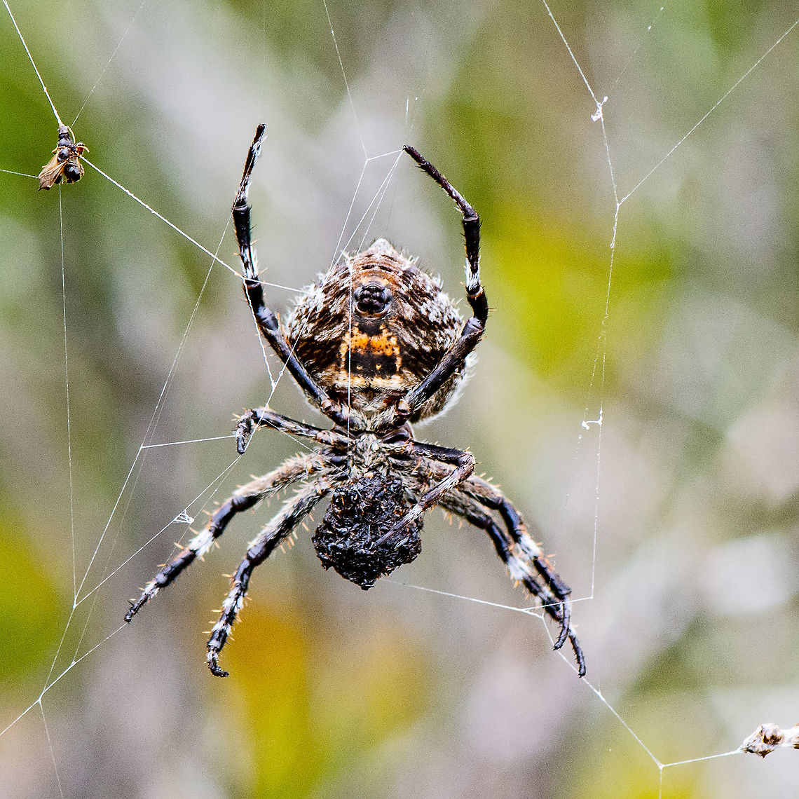 Large Orb Spider - Below - Backobourkia brounii Nice spinneret view Australia,Australian garden orb weaver spider,Backobourkia brounii,Eriophora transmarina,Geotagged,Summer