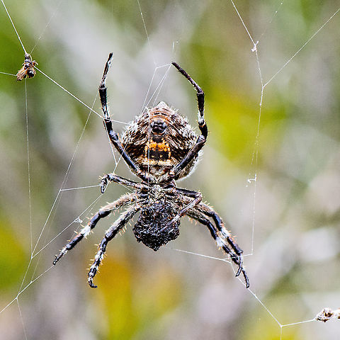 Large Orb Spider - Below - Backobourkia brounii Nice spinneret view Australia,Australian garden orb weaver spider,Backobourkia brounii,Eriophora transmarina,Geotagged,Summer