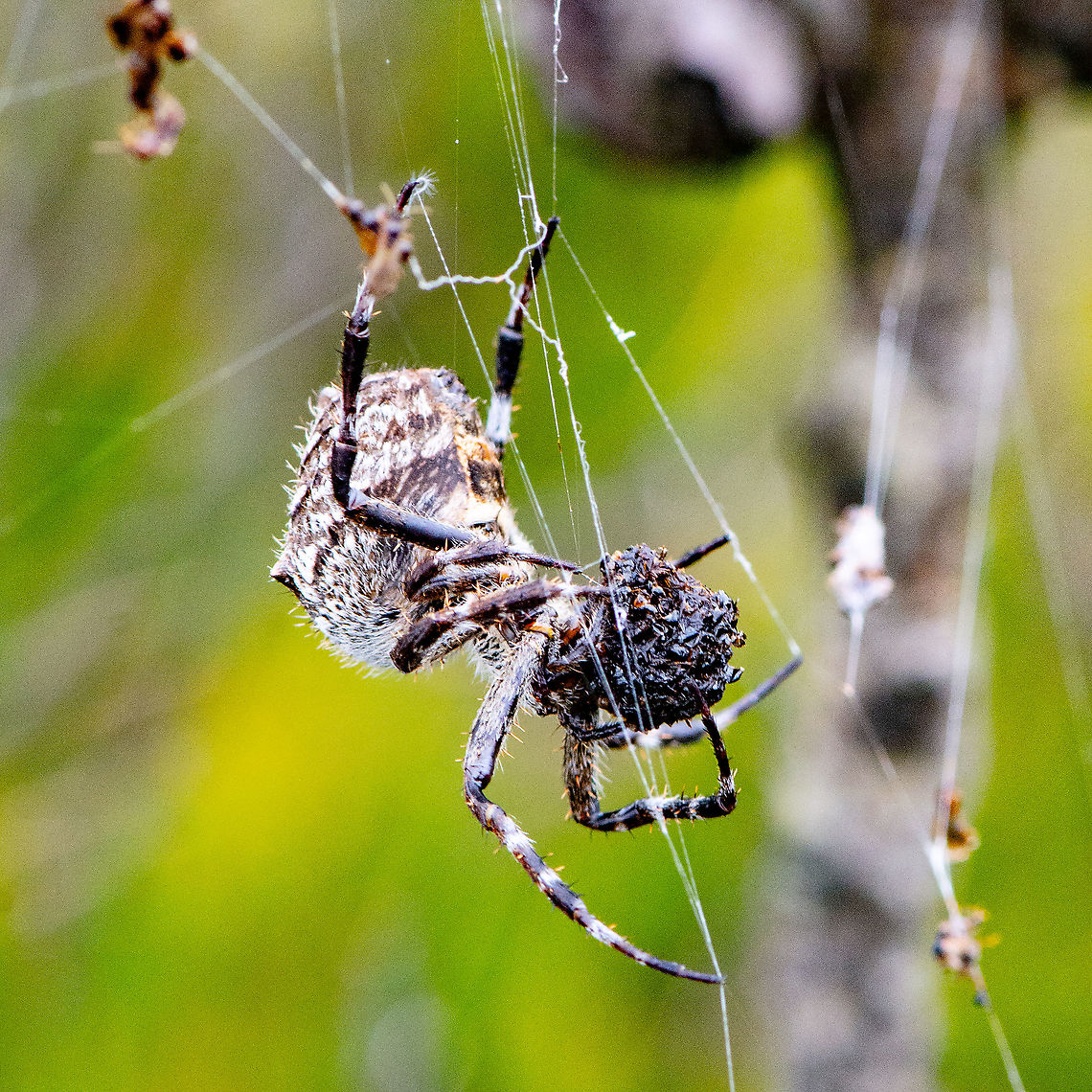 Orb Weaving Spider Side - Backobourkia brounii This spider was eating at about 11am on a misty day. It was in the middle of its web and was far too engaged with its <br />
prey to notice me. I was quite surprised by its size. Australia,Australian garden orb weaver spider,Backobourkia brounii,Eriophora transmarina,Geotagged,Summer