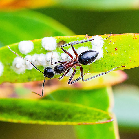Feasting Ant  Australia,Geotagged,Summer