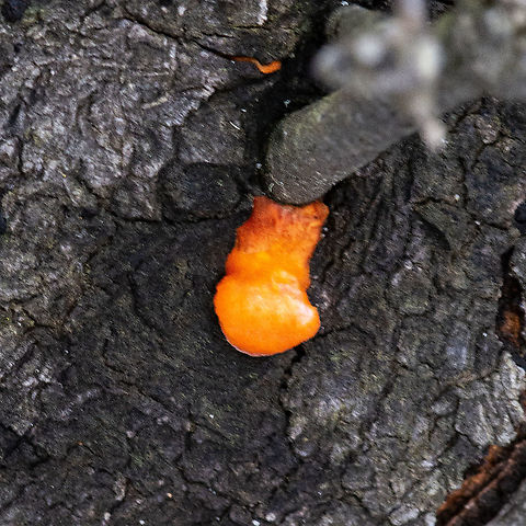 Orange Jelly Fungus - Dacryopinax sphatulari ?  Australia,Dacrymyces chrysospermus,Geotagged,Summer