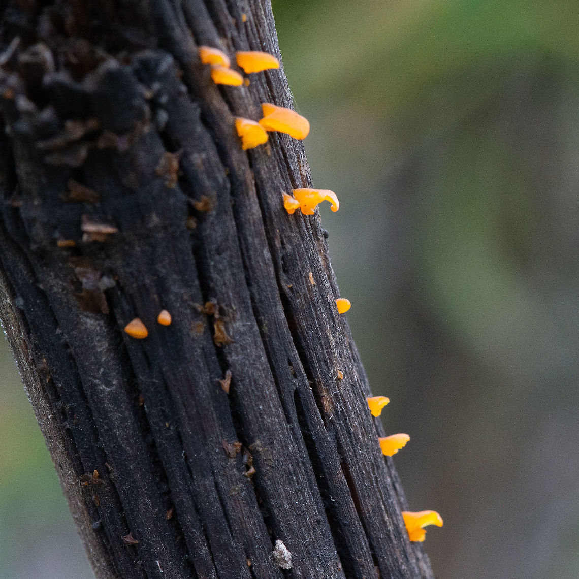 Orange Jelly Fungus - Dacryopinax sphatulari ?  Australia,Geotagged,Summer