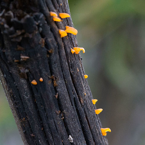 Orange Jelly Fungus - Dacryopinax sphatulari ?  Australia,Geotagged,Summer